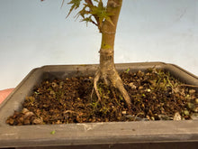 Load image into Gallery viewer, Kotohime Japanese Maple-008
