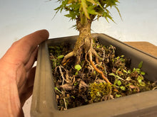 Load image into Gallery viewer, Kotohime Japanese Maple-015
