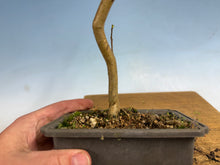 Load image into Gallery viewer, Japanese Crepe Myrtle-001
