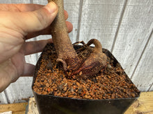 Load image into Gallery viewer, Trident Maple #27
