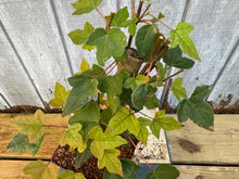 Load image into Gallery viewer, Trident Maple #5
