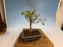 Load image into Gallery viewer, Zelkova, Japanese Grey Bark Elm 010
