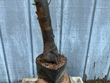 Load image into Gallery viewer, Chinese Quince #1
