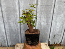 Load image into Gallery viewer, Trident Maple #35
