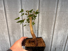 Load image into Gallery viewer, Trident Maple #29
