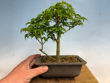 Load image into Gallery viewer, Shishigashira Japanese Maple 018
