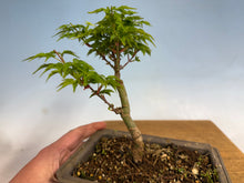 Load image into Gallery viewer, Shishigashira Japanese Maple 010
