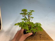 Load image into Gallery viewer, Shishigashira Japanese Maple 011
