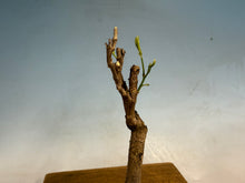 Load image into Gallery viewer, Japanese Wisteria 009-old one!
