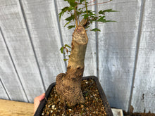 Load image into Gallery viewer, Trident Maple #47
