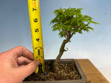 Load image into Gallery viewer, Shishigashira Japanese Maple 010
