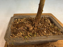 Load image into Gallery viewer, Dawn Redwood 005

