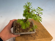 Load image into Gallery viewer, Dawn Redwood 005
