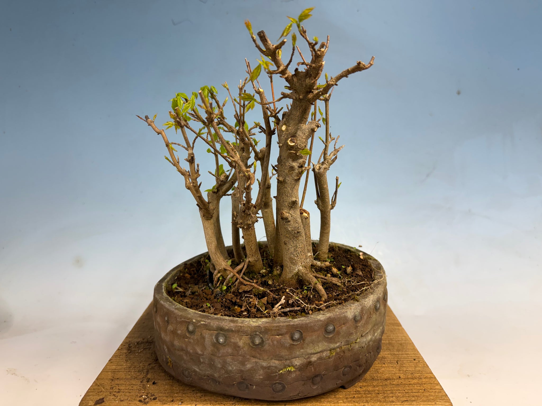 ポポテン Trident Maple-Shohin Clump – Kaede Bonsai-en