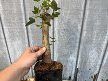 Load image into Gallery viewer, Trident Maple #8
