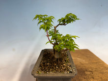 Load image into Gallery viewer, Shishigashira Japanese Maple 017

