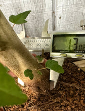 Load image into Gallery viewer, Trident Maple #15
