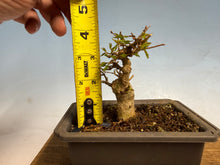 Load image into Gallery viewer, Trident Maple 005
