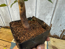 Load image into Gallery viewer, Trident Maple #11
