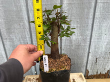 Load image into Gallery viewer, Zelkova, Japanese Grey Bark Elm #1
