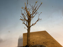 Load image into Gallery viewer, Zelkova, Japanese Grey Bark Elm 004

