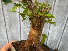 Load image into Gallery viewer, Trident Maple #24
