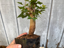Load image into Gallery viewer, Trident Maple #1
