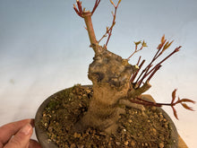 Load image into Gallery viewer, Japanese Maple 001

