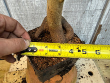 Load image into Gallery viewer, Trident Maple #7
