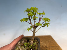Load image into Gallery viewer, Shishigashira Japanese Maple 014
