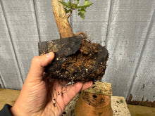 Load image into Gallery viewer, Trident Maple #13
