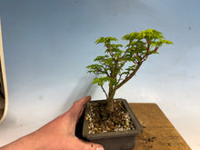 Load image into Gallery viewer, Shishigashira Japanese Maple 011
