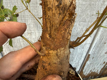 Load image into Gallery viewer, Trident Maple #4
