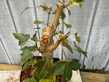 Load image into Gallery viewer, Trident Maple #18
