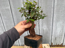 Load image into Gallery viewer, Zelkova, Japanese Grey Bark Elm #11

