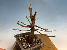 Load image into Gallery viewer, Dawn Redwood 002
