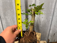 Load image into Gallery viewer, Trident Maple #13
