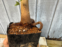 Load image into Gallery viewer, Trident Maple #16
