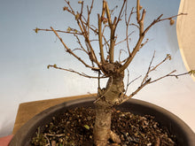 Load image into Gallery viewer, Zelkova, Japanese Import 002
