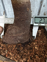 Load image into Gallery viewer, Zelkova, Japanese Grey Bark Elm #15
