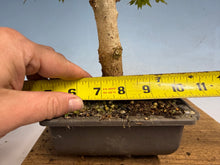 Load image into Gallery viewer, Trident Maple 007
