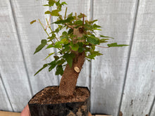 Load image into Gallery viewer, Trident Maple #35
