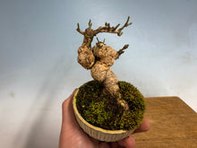 Load image into Gallery viewer, Arakawa Mayumi, Cork Bark Euonymus, Spindle Tree
