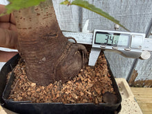 Load image into Gallery viewer, Zelkova, Japanese Grey Bark Elm #22
