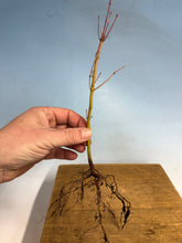 Load image into Gallery viewer, Japanese Maple, Acer Palmatum, 3 year, Cut Back
