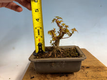 Load image into Gallery viewer, Kotohime Japanese Maple-011
