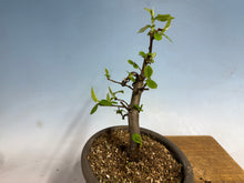 Load image into Gallery viewer, Chinese Quince 011
