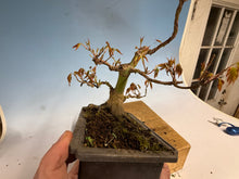 Load image into Gallery viewer, Japanese Maple 003
