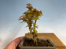 Load image into Gallery viewer, Kotohime Japanese Maple-009
