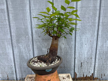 Load image into Gallery viewer, Zelkova, Japanese Grey Bark Elm #21
